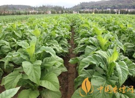 湖南瀏陽煙草局依托G80烤煙特色品種為煙農(nóng)創(chuàng)收9375萬元！